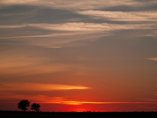 Romantic orange sky at the sunset with few clouds and chemtrails in the dehesa and tree silhouette