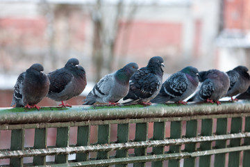 flock of gray pigeons