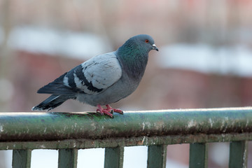 portrait of a gray pigeon
