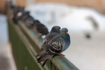 pigeons sitting on the railing