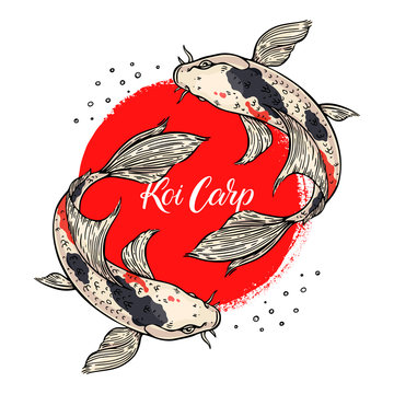 beautiful card of koi carps
