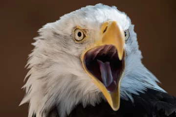 Foto auf Acrylglas Adler Amerikanischer Adler mit offenem Schnabel, Porträt Seeadler