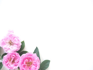 Naklejka na ściany i meble Pink roses with buds on a white background