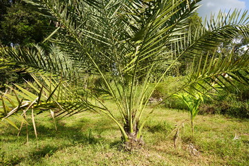 Date palm in the garden.