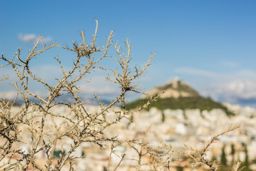 soft focus dry barbed plant and unfocused nature country side landmark with lonely mountain and blue sky background 