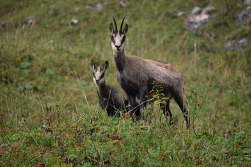 alpine chamois (Rupicapra rupicapra) in the wild at Berchtesgaden national park , Bavaria, Germany
