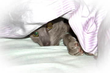 Adorable smooth-coat lilac oriental cat resting under the blanket on the bed