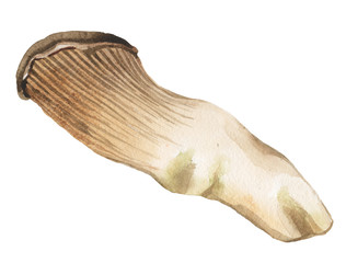 Watercolor large white steppe mushroom Eringi. Edible mushrooms for cooking various culinary masterpieces, for food design compositions.