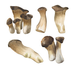 Watercolor set of white steppe mushrooms Eringi. Edible mushrooms for cooking various culinary masterpieces, and in this form for design compositions.