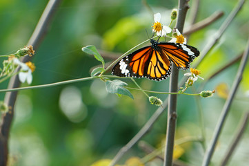 Butterfly sucking nectar from bidens pilosa flowers