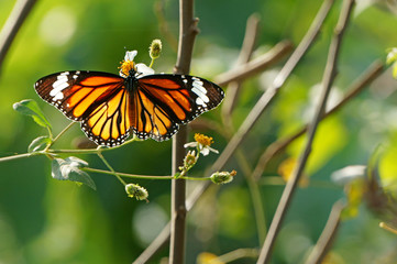 Close up of butterfly in the early morning