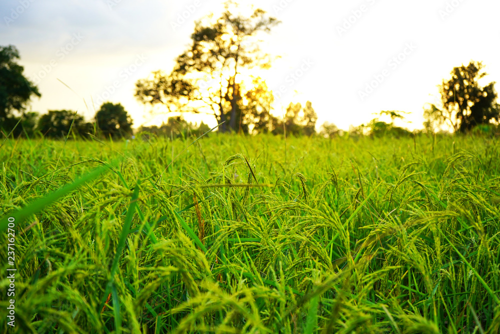 Wall mural field of green grass and blue sky