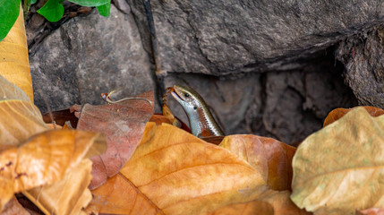 Small golden lizard Eating