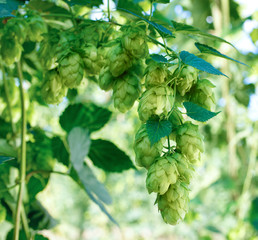 Detail of hop cones in the hop field before harvest