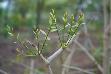 Melientha suavis Pierre