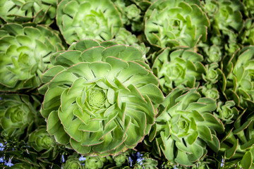 Fototapeta premium aeonium arboreum
