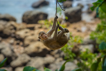 Monkey Beach Thailand Crab-eating macaque Macaca fascicularis also known as long-tailed macaque