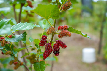 red berries on a branch