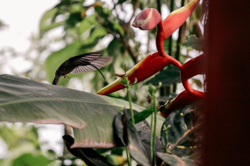 Costa Rica 2016