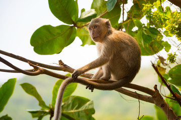 Crab-eating macaque Macaca fascicularis also known as long-tailed macaque