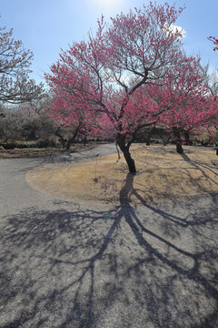 梅の季節