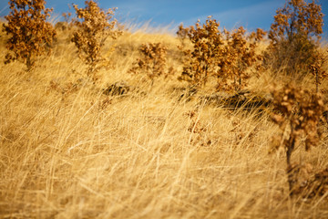 Field of Straws