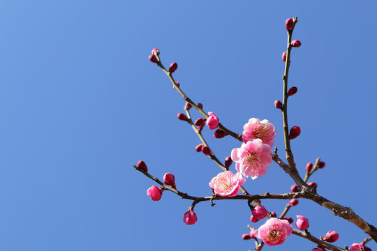 梅の季節