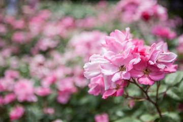 ilex crenata dark green icoprins11