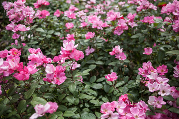 Obraz premium flowers