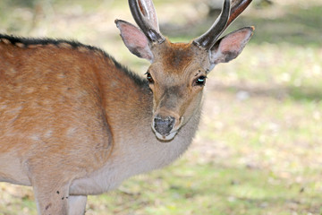 deer in the forest on the pasture