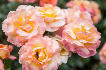 Obraz na płótnie Canvas rosa britannia frycalm