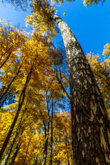 Spassko-Lutovinovo estate