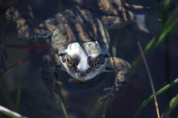 grenouille
