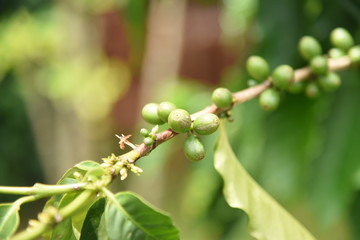 ハワイ　コナコーヒーの木　Coffee Tree