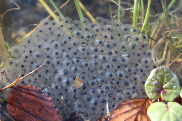 oeufs de grenouilles
