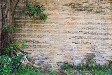 A tree and old brick wall