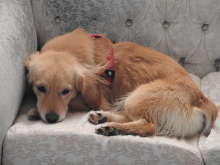  Beautiful blonde puppy  dog  on the couch