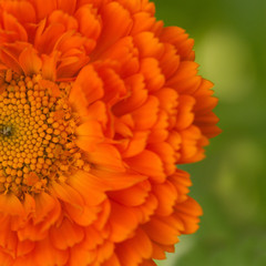bright orandge flower closed-up