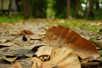 autumn leaves in forest