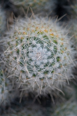 Symmetrical top view of cactus