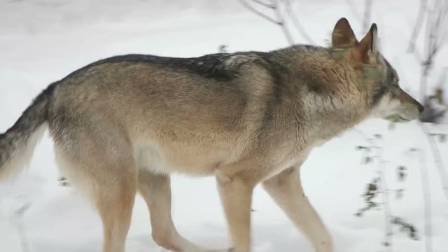 gray wolf runs in the snow, slow motion