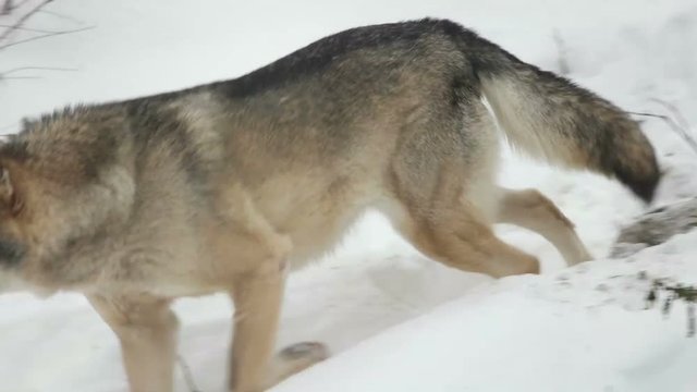 gray wolf walking in the snow, slow motion