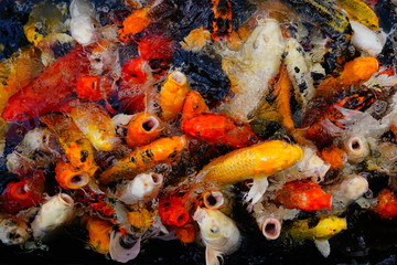 Obraz na płótnie Canvas COLORFUL KOI FISH