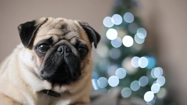Close-up portrait pug dog looking at camera on Christmas tree background. Happy Christmas and new year concept.