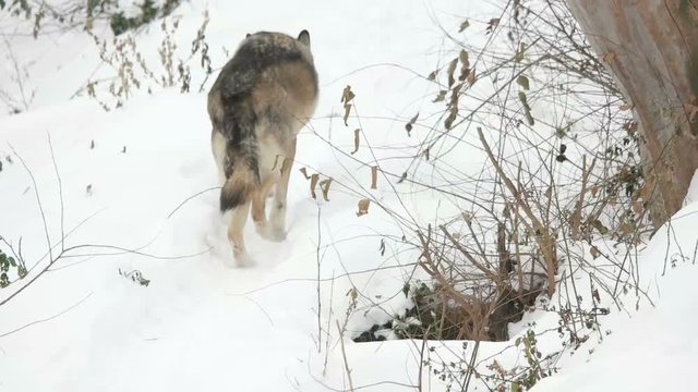 gray wolf running through the snow, rear view, slow motion