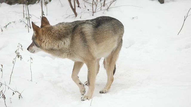 gray wolf in the snow, slow motion