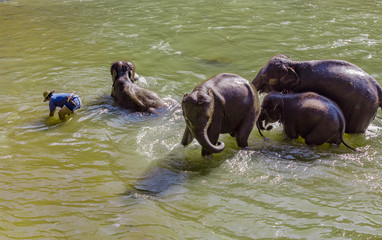 Mahout bathing the elephant family in Maetaeng River, Chiang Mai, Thailand