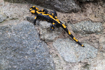Fire salamander on stone near ruins of Starhrad castle in Žilina region, Slovakia
