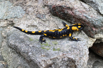 Fire salamander on stone near ruins of Starhrad castle in Žilina region, Slovakia