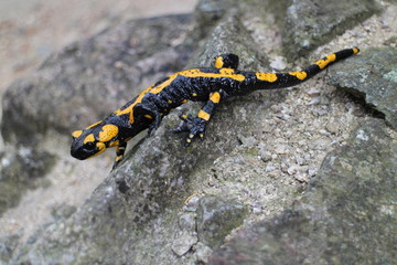 Fire salamander on stone near ruins of Starhrad castle in Žilina region, Slovakia